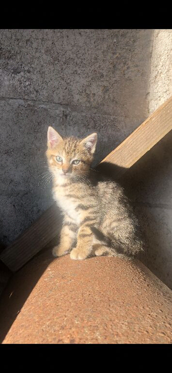 Kittens looking for their forever home