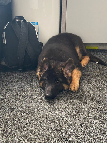 KC German shepherd bitch pup left