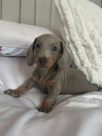 MINIATURE DACHSHUND PUP READY TO GO