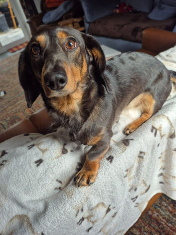 LOVING LITTLE BOY NEEDS A NEW HOME.