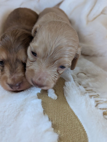 KC pra clear long haired miniature dachshund