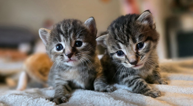 3 beautiful kittens looking for their homes