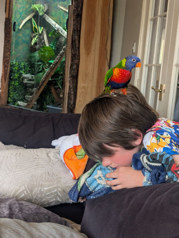 Rainbow lorikeet and cage/toys