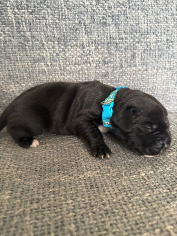 Gorgeous cane corso cross springer