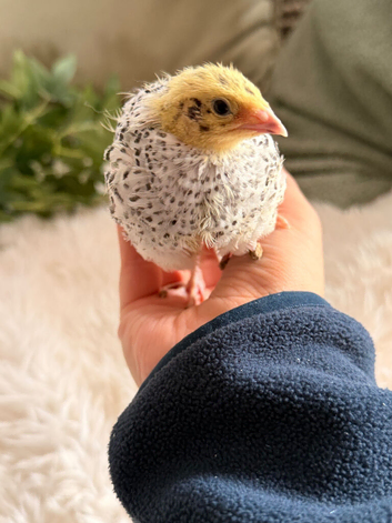 4x Coturnix quail 2 weeks old