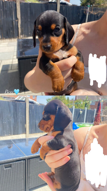Adorable Dachshund Puppies Ready for Their Forever Homes!