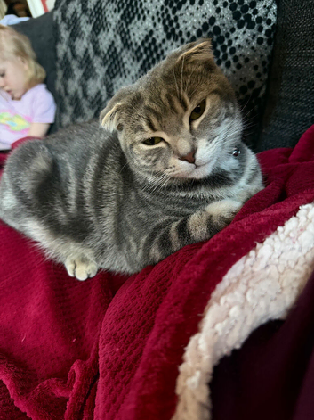 Cookie- grey tabby female