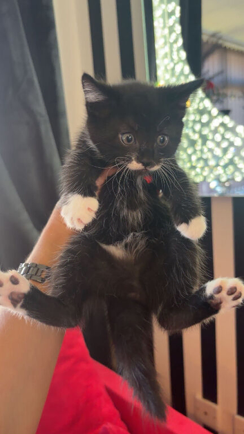 Fluffy kittens