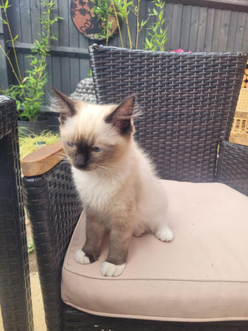Ragdoll cat named Florentine 15 week old