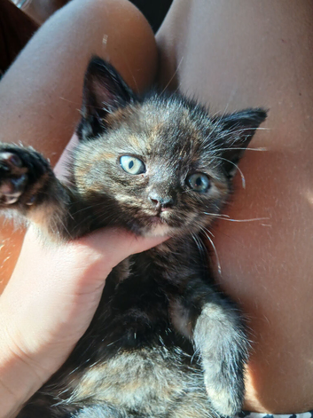 Kittens