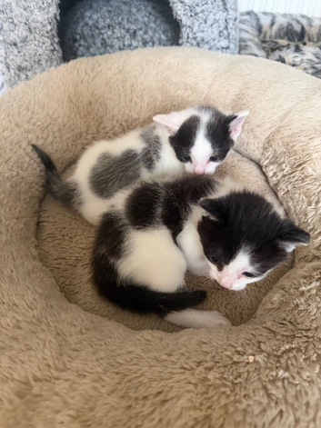 2 kittens(boy and girl)