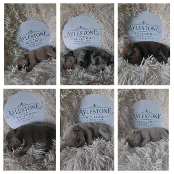 Stunning Litter of Old Tyme (Aylestone) Bulldogs