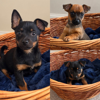 Jack russellXChihuahua puppies