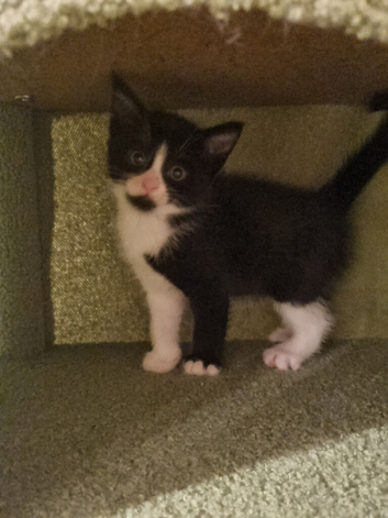 1 boy and 1 girl kitten