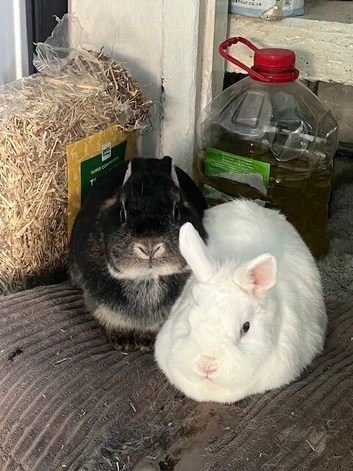 2 Friendly Female Netherland Dwarf Rabbits