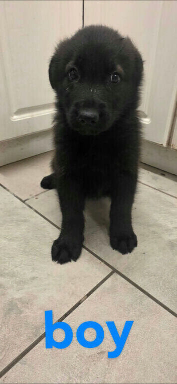 1 beautiful puppy looking for a loving home