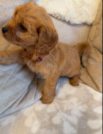 F1 Cavapoo Puppies for sale
