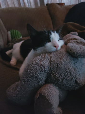 Rehoming this gorgeous little boy, Fred.