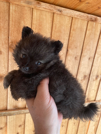 Teacup baby Pom for sale