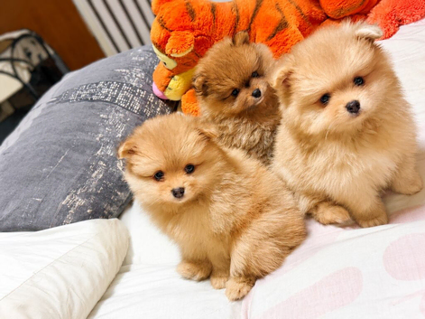 6weeks old Pomeranian puppies