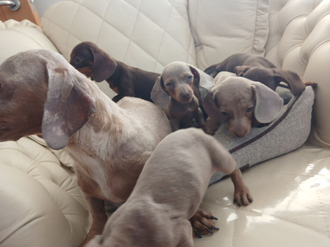 Gorgeous small dachshund puppies