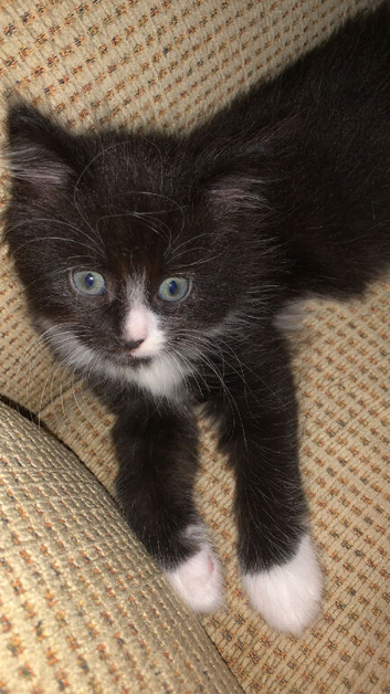 two kittens one male one female
