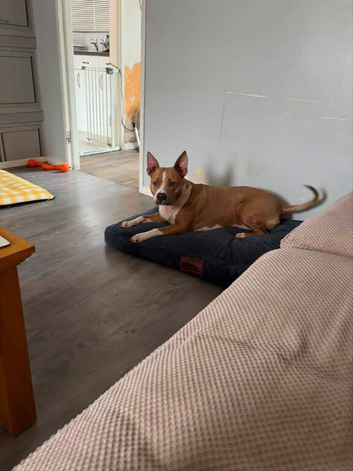 Bully breed cross