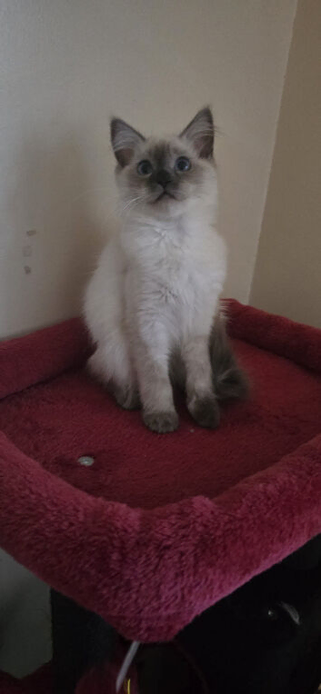 Stunning pure breed ragdoll