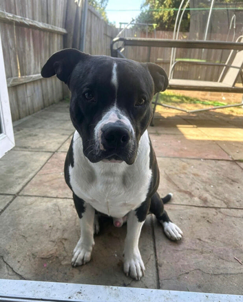 Hugo