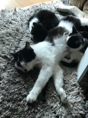 Kittens for sale