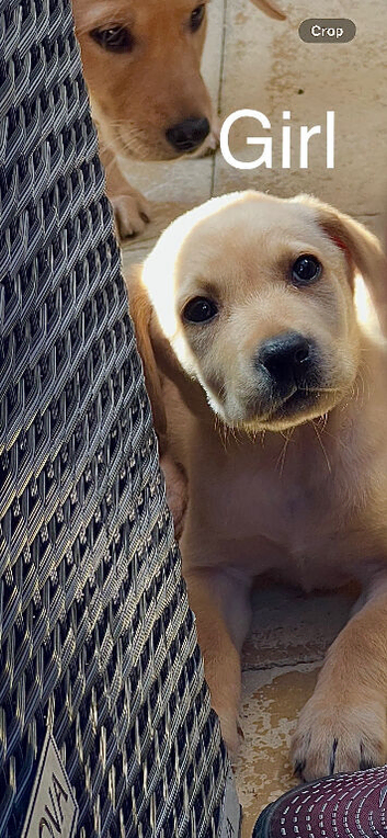 One 12 week male lab pup and one female 10 weeks