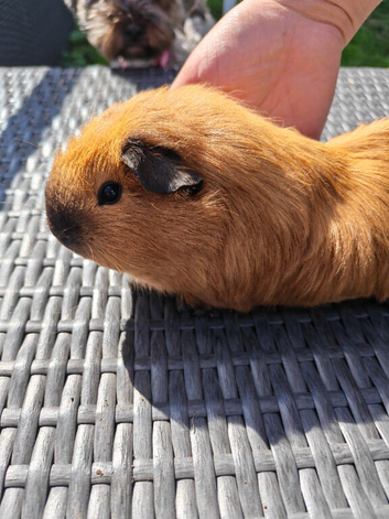 Cali female guinea pigs x3