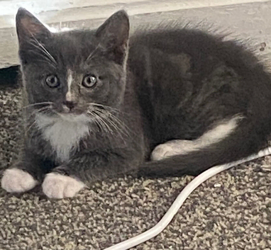 Beautiful ragdoll x American maincoon x Russian blue kittens.