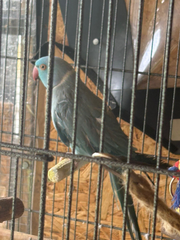 Male Indian ringneck