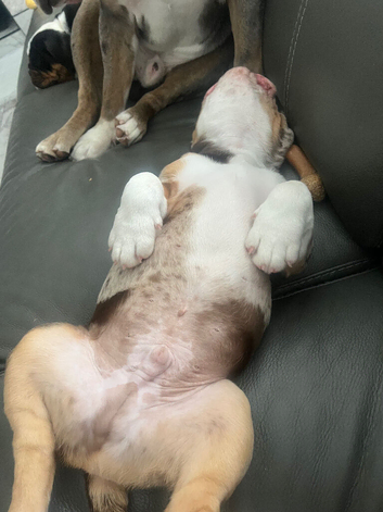 Mix breed / olde double bulldog