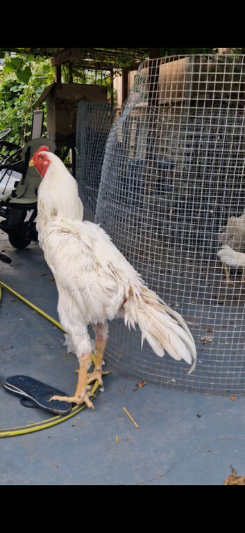 Strong Shamo for sale