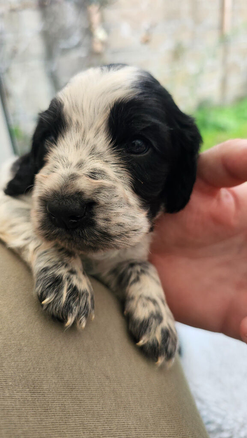 Beautiful blue roan cocker spaniel puppies for sale
