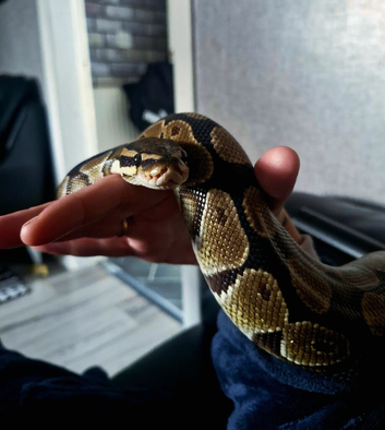 Ball python