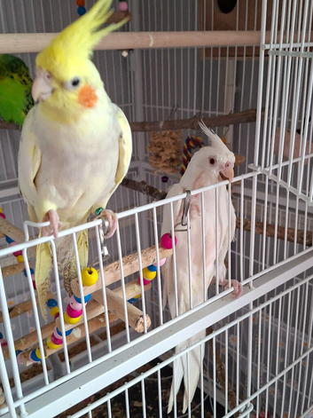 Beautiful pair of silly tame baby cockatiels and thier friends a pair of beautiful show budgies