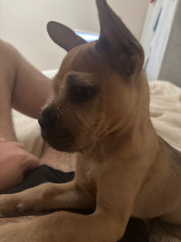 Mixed breed girl