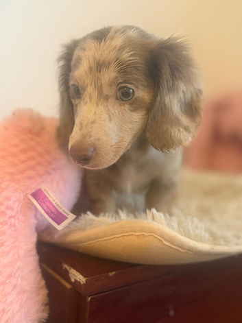 Beautiful Merle Dachshund Puppies Available! ️