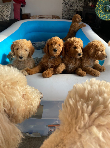 9 weeks old ready for their new home ,