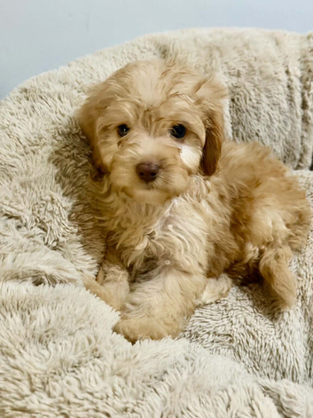 Five beautiful F1B cavapoo puppies looking for loving homes ️