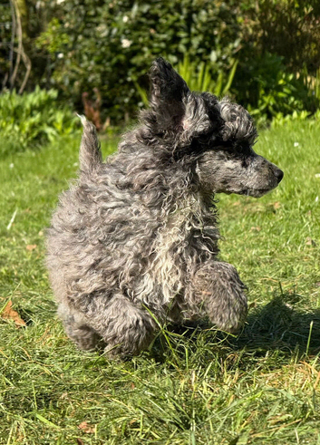Unique Coloured Toy X Mini Poodles