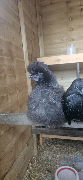 2 month old silkie cockrel