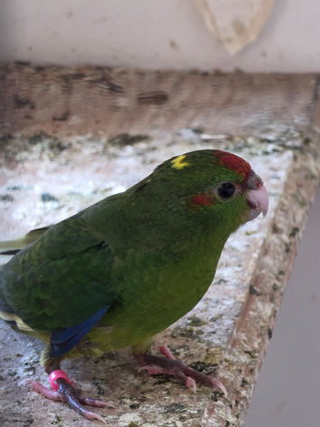 Young Kakariki