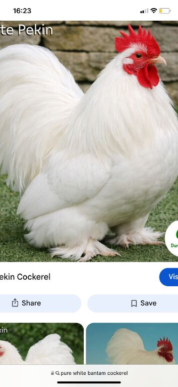 Bantam cockrill