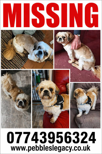 MISSING SHIH TZU &pound;500 reward male white/beige/tan