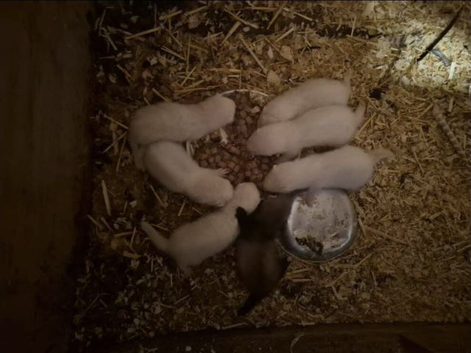 Hob ferrets for sale