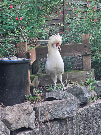 Polish silkie cockerel